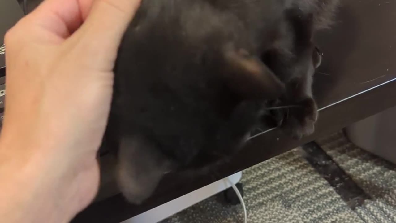 This foster mom will purr the entire 20 minutes of her playtime