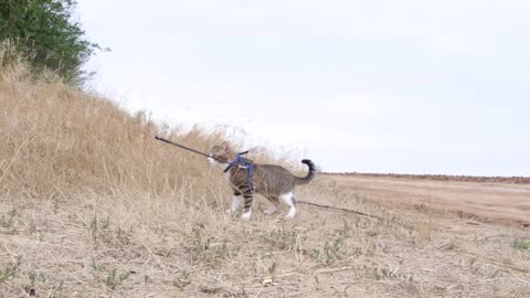 cat on the road