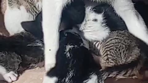 Mother cat feeds her kittens