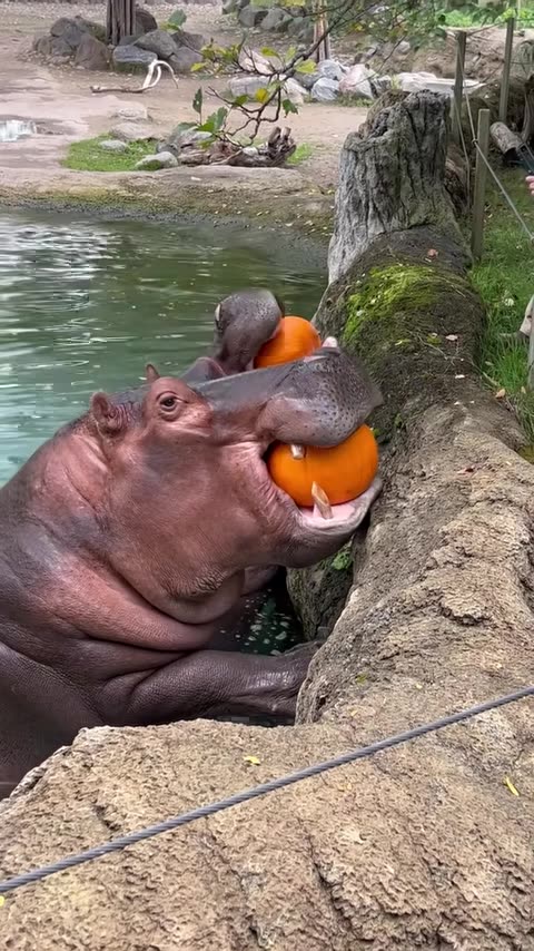 Hungry Hippos getting Fed at the Zoo