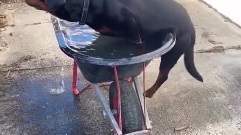 When life gives you a wheelbarrow, make it a hot tub 😅