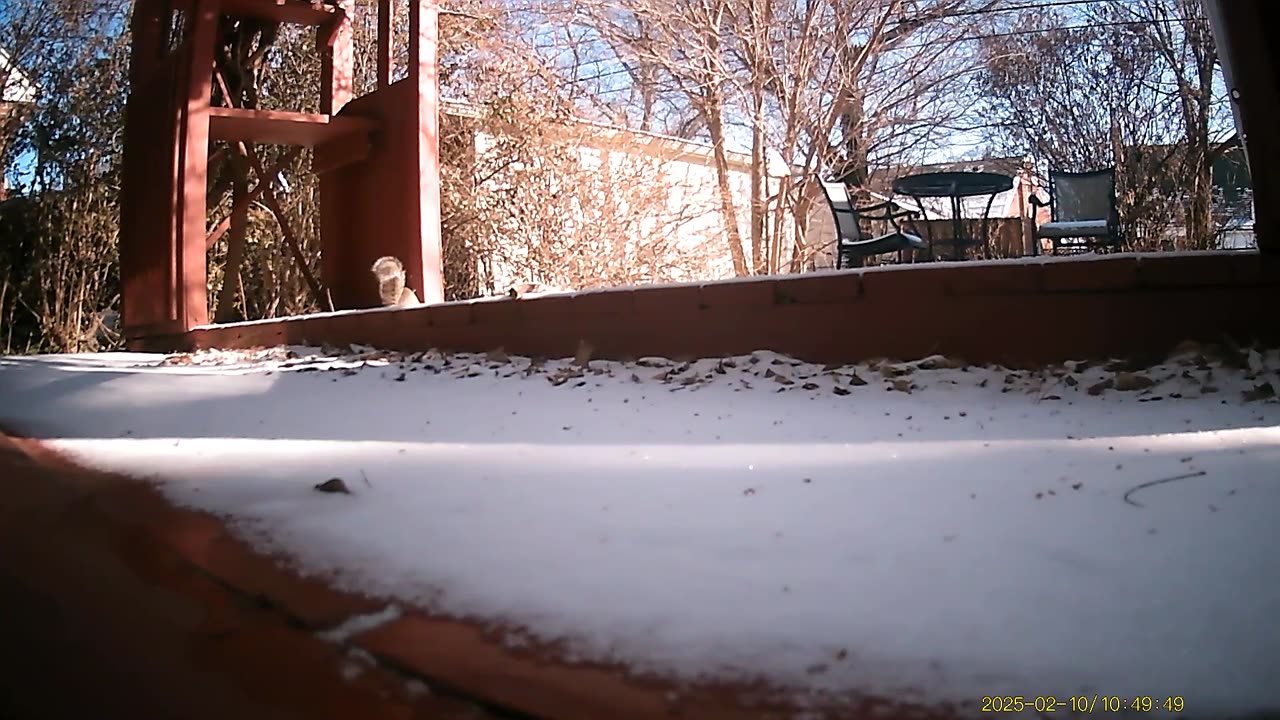 Wildlife Filmed By Haza PR800 Wild Camera, Dearborn, Michigan, February 7 To 14, 2025