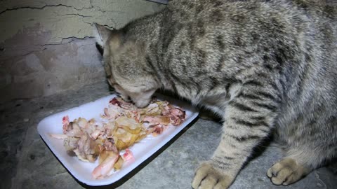 Homeless cat in Ras Al Khaimah, UAE: JANET JACKSON #cat #cats #JanetJackson #UAE #kitten #pets #pet