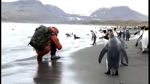 Up Close with King Penguins | Antarctica Expedition
