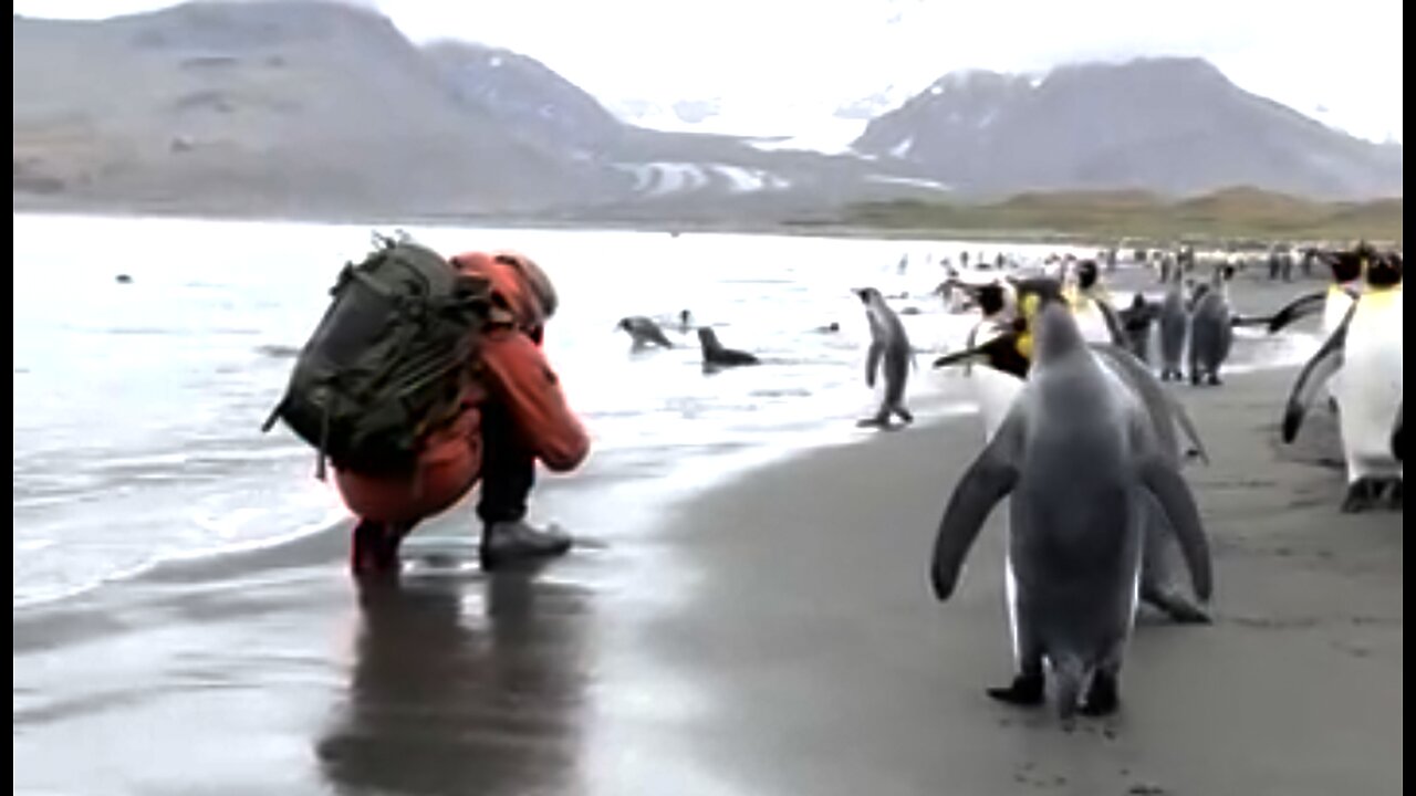 Up Close with King Penguins | Antarctica Expedition