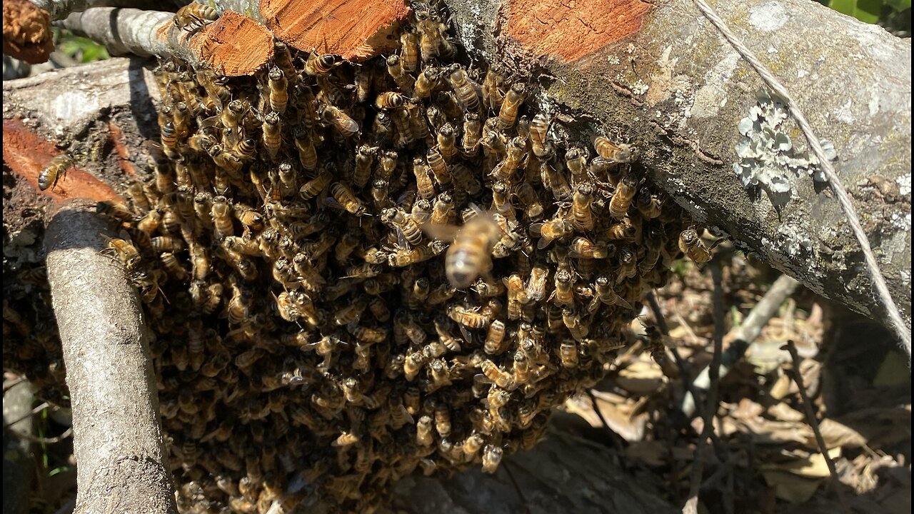 Another swarm ?
