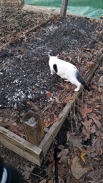 long-term fertilizing for garden bed with cutie pie
