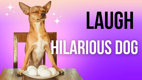 "Try Not to Laugh! 😂 Hilarious Dog Videos That Will Make Your Day! 🐶🤣"