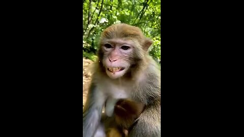 Monkey Laughing Funny video - Animal 🤣🤣🤣