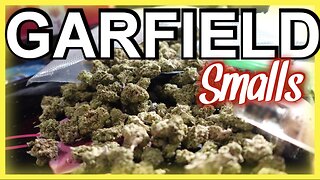 JK Distro’s Garfield Smalls THCA Flower Review 🐱🍃 | Is This the Lazy Cat’s Dream Strain?