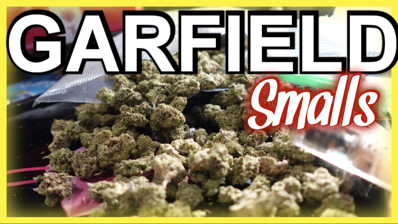 JK Distro’s Garfield Smalls THCA Flower Review 🐱🍃 | Is This the Lazy Cat’s Dream Strain?