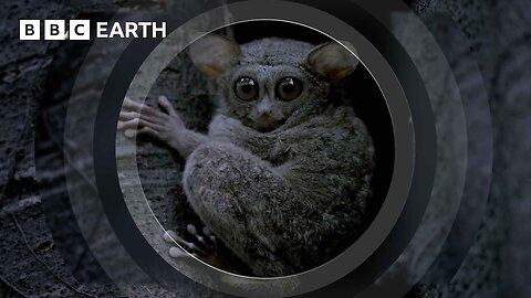 A Cute But Creepy Tiny Predator