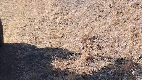 Nuisance Coyote solution #coyote #furharvesting #wildlife