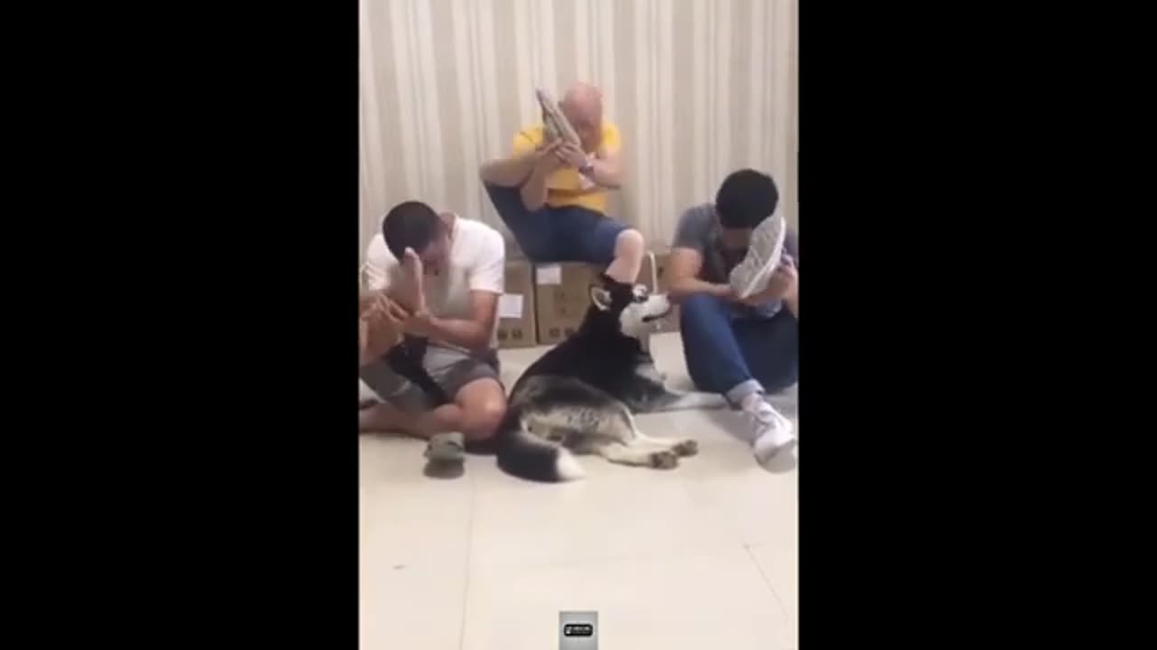 funny videos