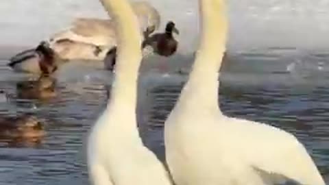 The swans love dance in winter | funny video | crazy clips