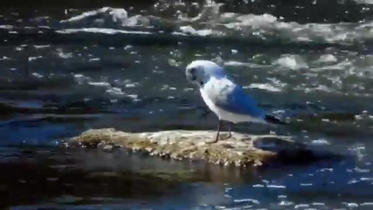 Funny Bird Behaviors: