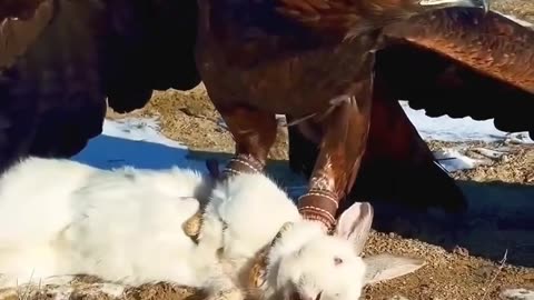 An eagle snatching a rabbit by the throat.