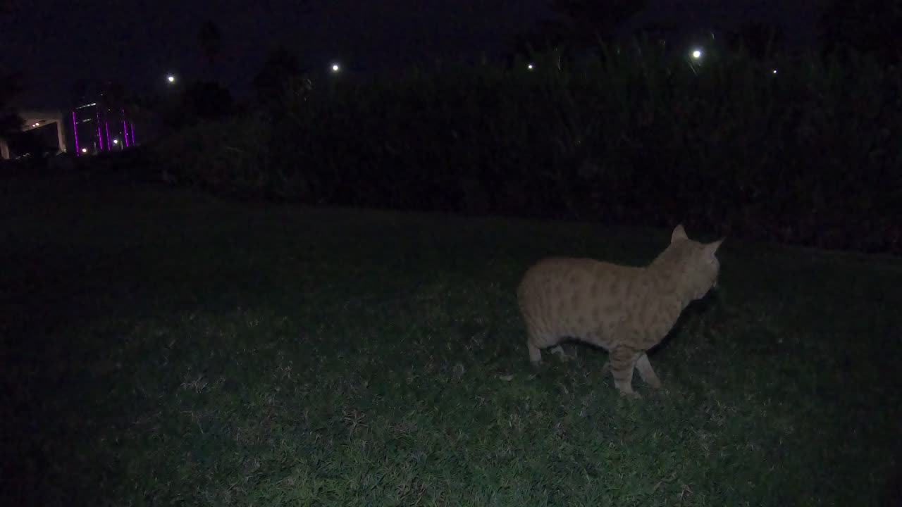 Homeless cats in Ras Al Khaimah, UAE: CHRIS MARTIN & EMINEM #cat #cats #ChrisMartin #Eminem #pets