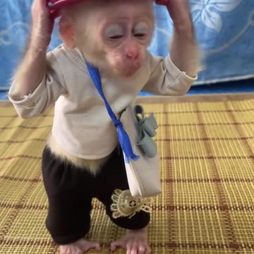 Funniest Video Compilation | Try Not to Laugh! 😂