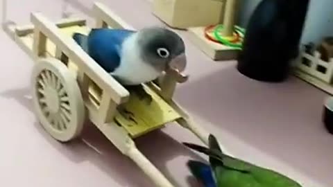 Funny smart pet_-smart parrot 🦜