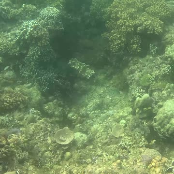 Morning Snorkeling Adventure: A Dive into Serenity