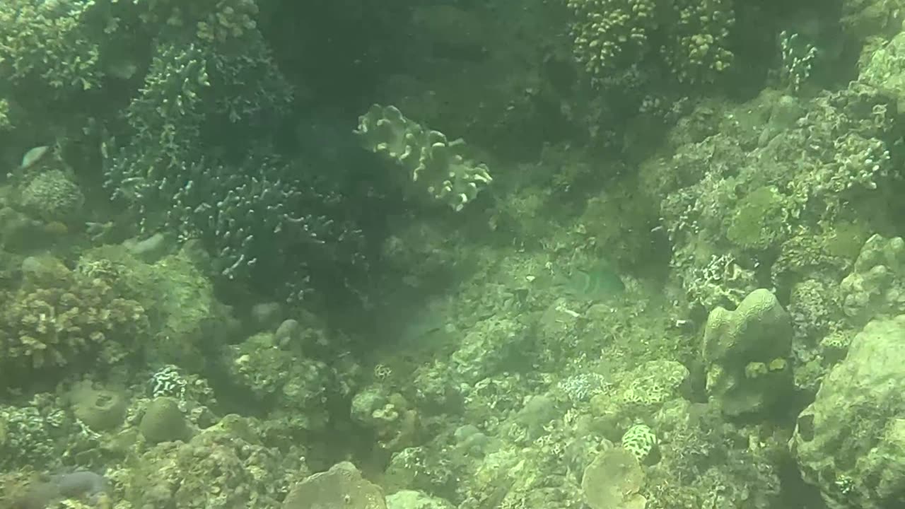 Morning Snorkeling Adventure: A Dive into Serenity