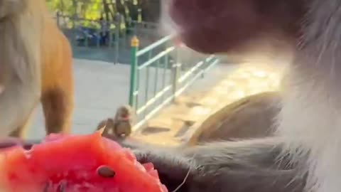 Monkeys are happy with a box of watermelon 🐒🍉