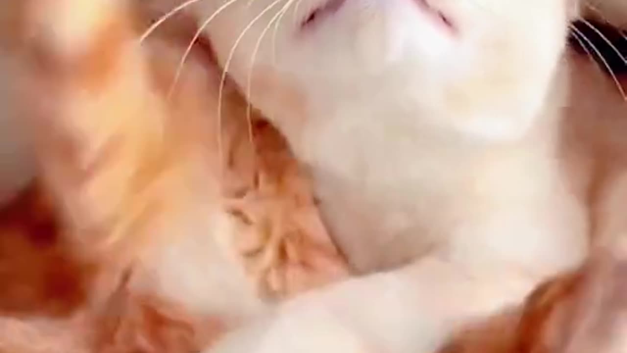 Cats Funny moments