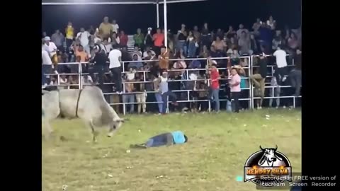 Fucked by Nicaraguan bull.mp4