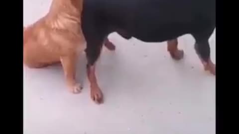 Funniest Animals 🐧 - Awesome Funny Animals' Life Videos 😁