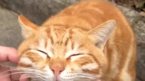 Part-5 funny Animals the reason why cats behaves
