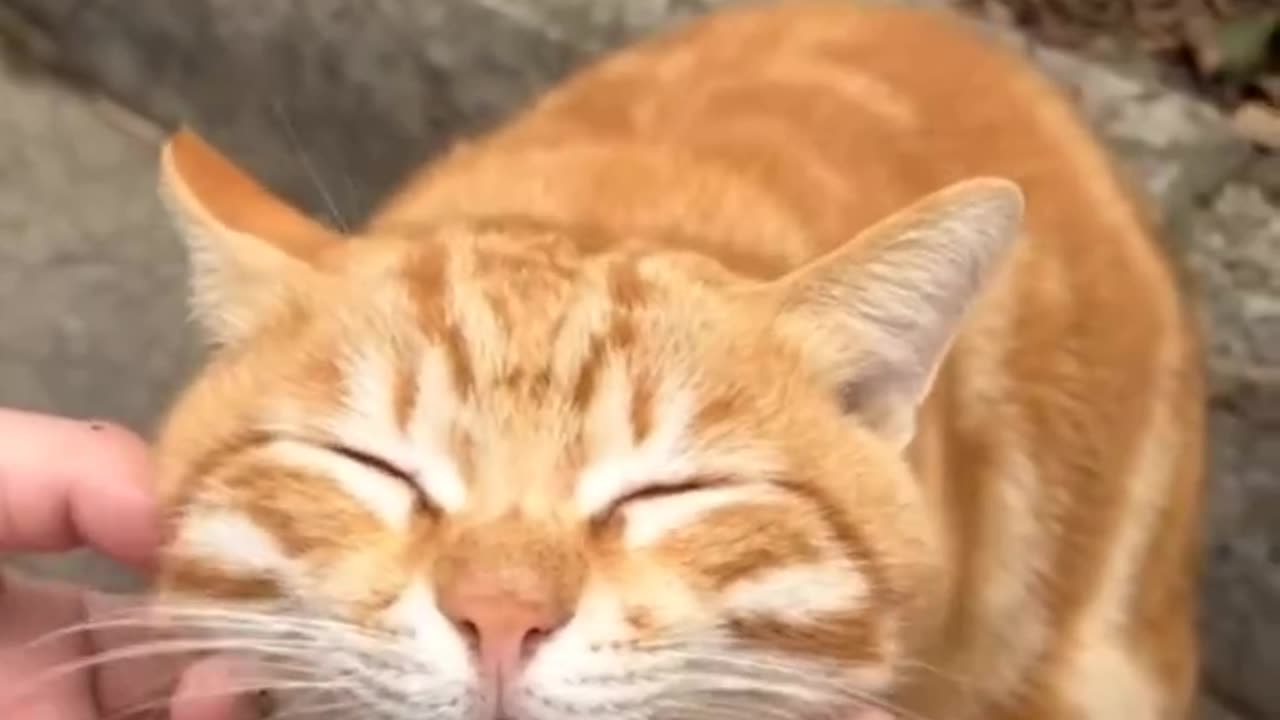 Part-5 funny Animals the reason why cats behaves