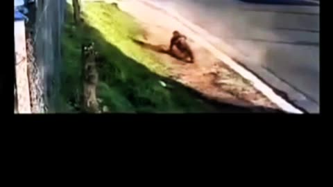 MAN IS RUN OVER BY A CAR WITHOUT ANY DAMAGE AMAZING! 😱😱😱😱