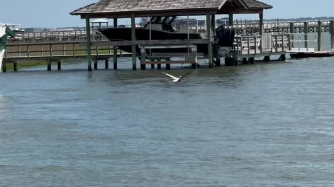 Shem Creek Kayak