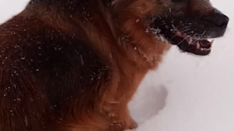 My Dog Smiles at Me! 🐕😍(Watch til the End)