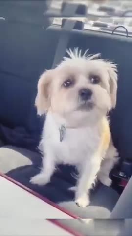 Baby dog #cute puppy barking# #shorts