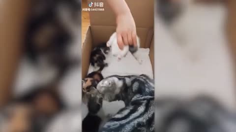 Funny Cute Cat - Try Not To Laugh...