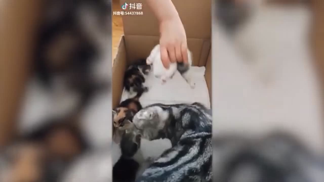 Funny Cute Cat - Try Not To Laugh...
