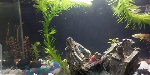 #LivePlant #Aquarium - How it all started