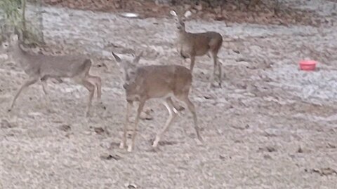 FL Deer at six o'clock before freeze tonight 1/7/25