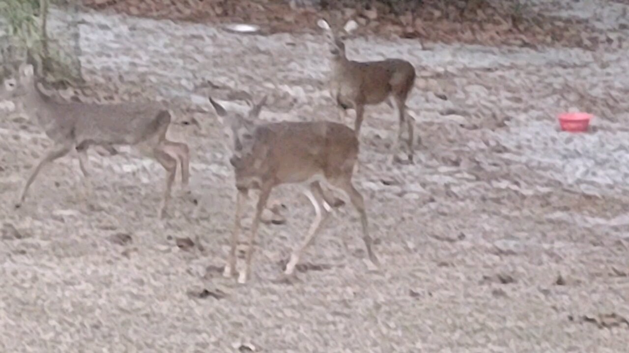 FL Deer at six o'clock before freeze tonight 1/7/25