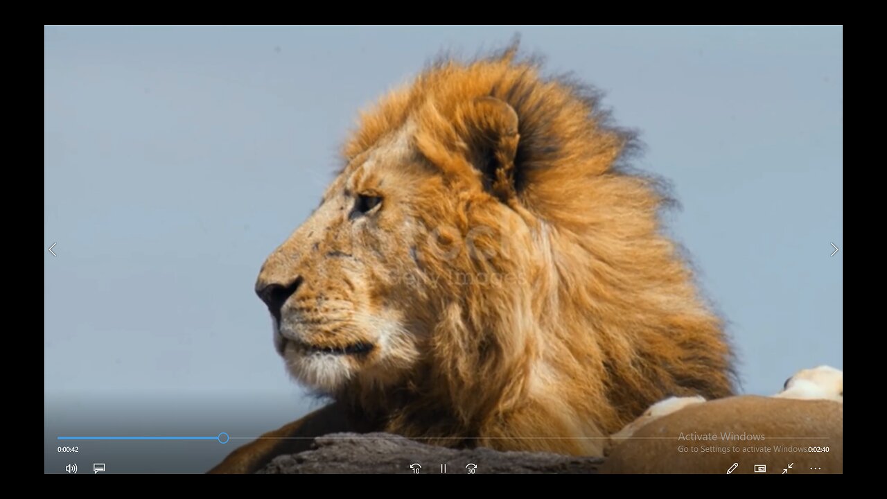 Lions Life