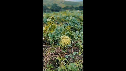 Watermelon Farm #ftci #ambush