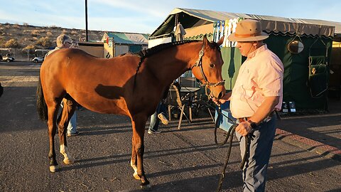 Scts_25_Tinto_AS_Stephen_Sandstrom_Sporthorse_In_Hand