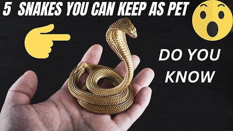 5 Snakes You Can Keep As Pet