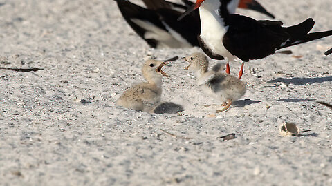 Black Skimmer Babies Are Tough