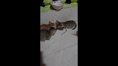 Cats and Mouse 🐁 comedy 😅 cute 🥰 video for watching this video full video 📸