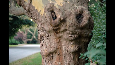 Human Faces Found on Trees and Rocks - Nature, Animals and Architectural Photography