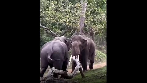 Two elephants are Fighting 🐘 😱