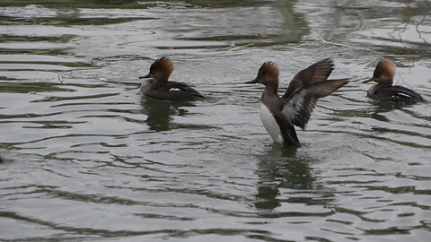 Hooded Merganser